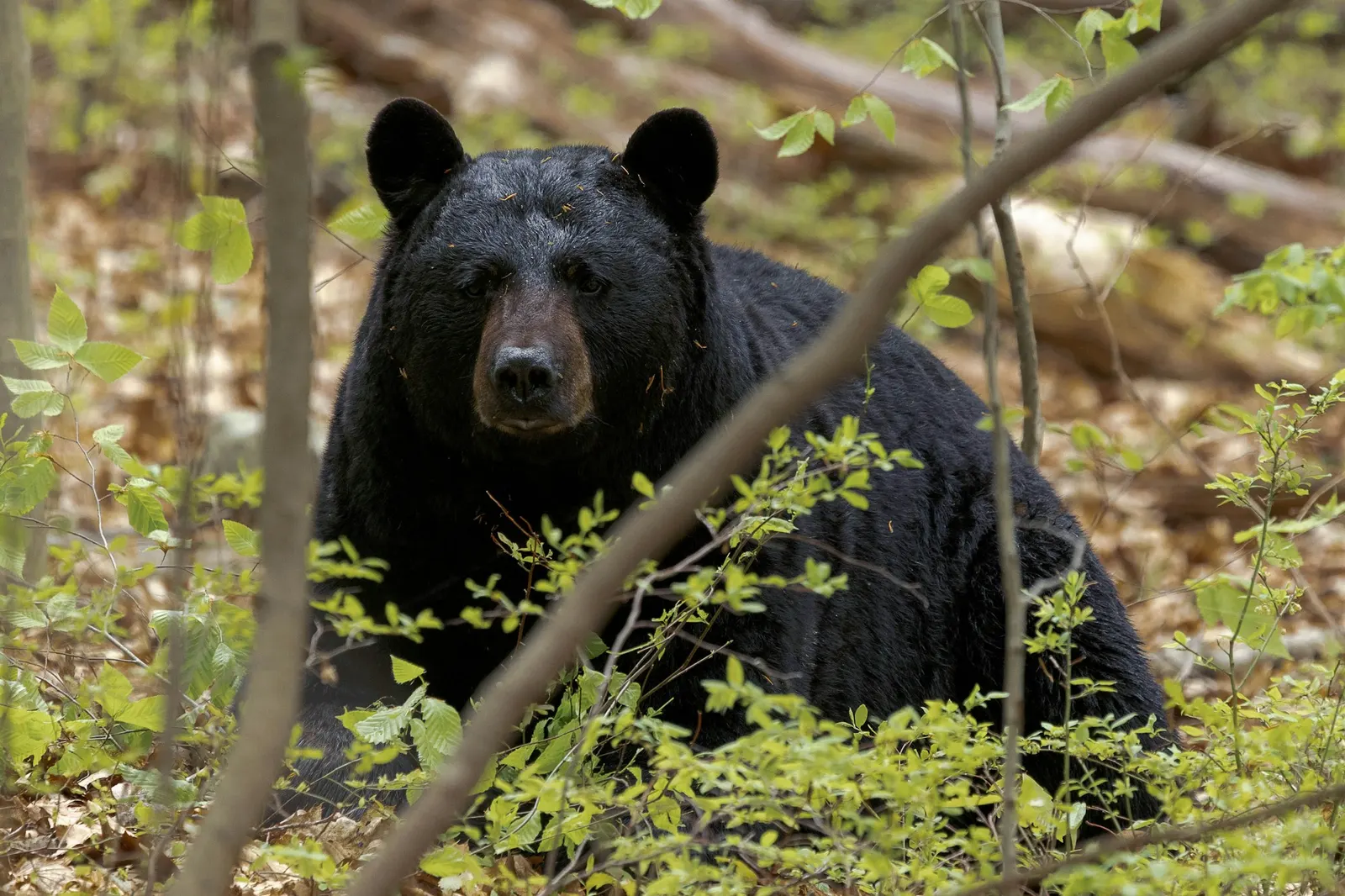 Black bear standing among green shrubs and saplings in a forest
