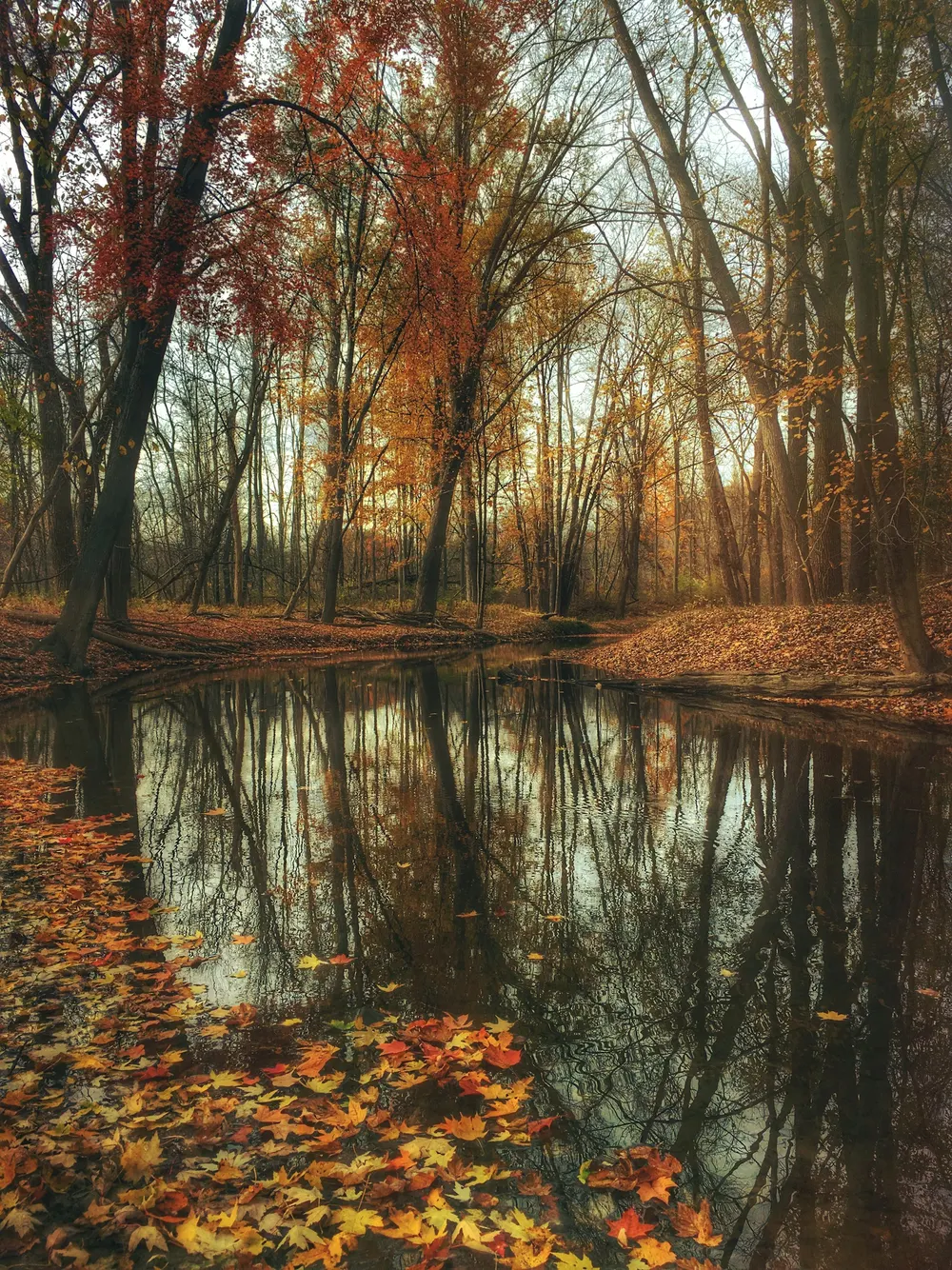 Forest in orange and red autumn colour reflected in a still woodland pond